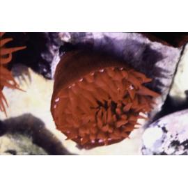 Actinia tenebrosa