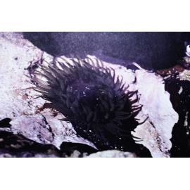 Cnidopus verater