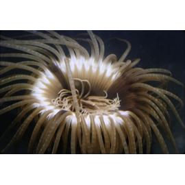 Cerianthus paracereanthus, Fairlight, 1965