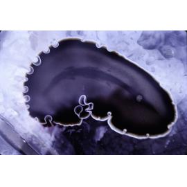 Callioplana marginata, Minnie Water