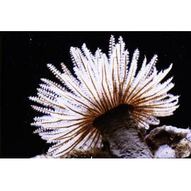 Sabellastarte indica