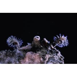 Sabellid tube polychaete