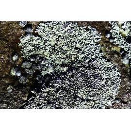 Galeolaria and Morula, Warrah, 1973