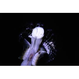 Galeolaria head region