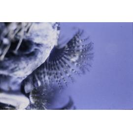 Galeolaria caespitosa