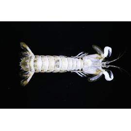 Squilla laevis, Sydney