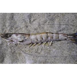 Penaeus escultentus, Clarence River, 1986