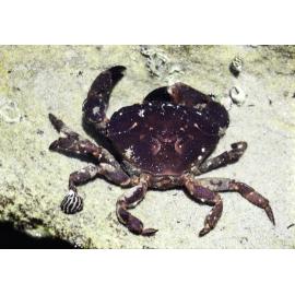 Ozius truncatus, Collaroy, 1986