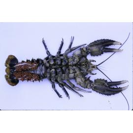 Euastacus armatus, Murray River