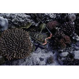 Panulirus versicolor, Michaelmas Cay