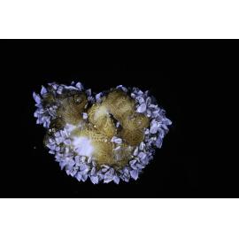 Spirula and Lepas on Flatworm, 1964