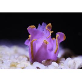 Sagaminopteron ornatum, Bawley Point