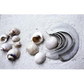 Polinices conicus and Egg Collar