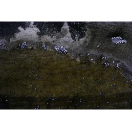 Nodilittorina unifasciata