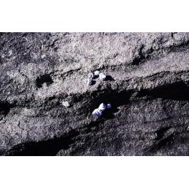 Nodilittorina pyramidalis