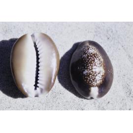 Cypraea caputserpentis, Wooli, 1986