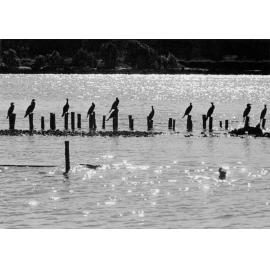 A line of cormorants perched on old wooden pylons, c1967-1973