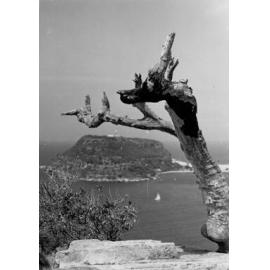 Gnarled tree overlooking Barrenjoey Headland, West Head Lookout, c1967–1973