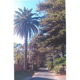 Looking north along Allen Ave, Bilgola, c2012