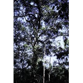 Rainforest Growth at Ruskin Rowe, Avalon Beach