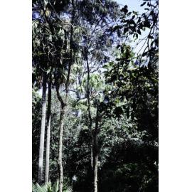 Rainforest Growth at Ruskin Rowe, Avalon Beach