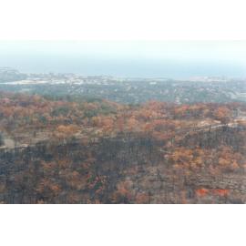 Bushfire damage, Elanora Heights