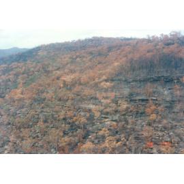 Bushfire damage, near Narrabeen Lagoon