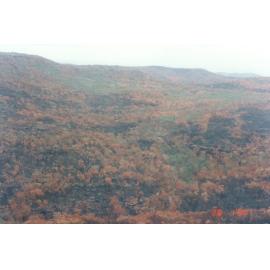 Bushfire damage, Ku-ring-gai National Park