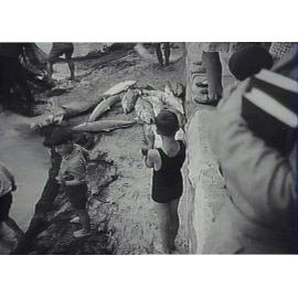 Hauling in the catch, Manly