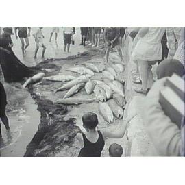 Hauling in the catch, Manly