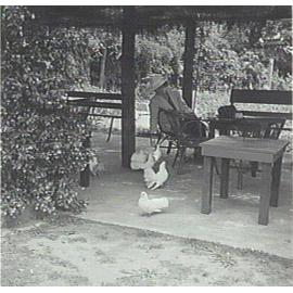 Feeding the doves, Warringah