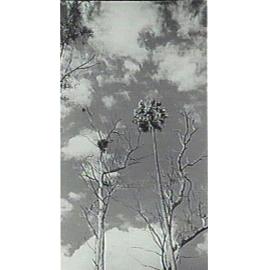 Bird's nest and cabbage tree palm, Warringah