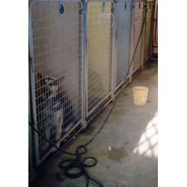 Warringah Shire Animal Shelter, Ingleside