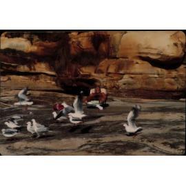 Seagulls and Sunbather at the beach