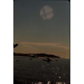 Seagulls at Dee Why Beach