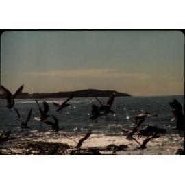 Sea birds at Dee Why Beach