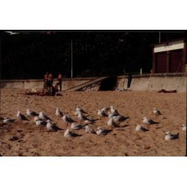 Seagulls at Dee Why Beach