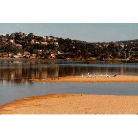 Pelicans on Narrabeen Lagoon
