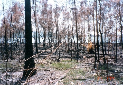 1994 Bushfires 